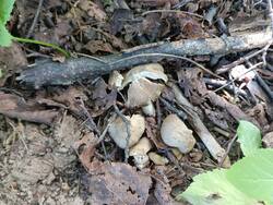 IMG_20250821_134456.thumb.jpg.e2d81614c0feb1887b66c714fb7205be.jpg