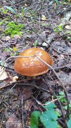IMG_20250821_144136.jpg