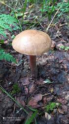 IMG_20250821_144310.jpg