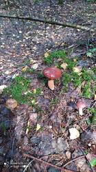 IMG_20250821_144605.jpg