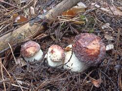 IMG_20250821_150913.thumb.jpg.63679a3edfa9bc0433a5341b727c6247.jpg