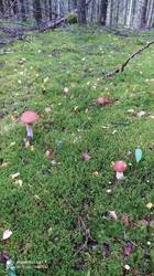 IMG_20250821_151320.jpg