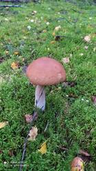 IMG_20250821_151324.jpg