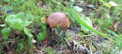IMG_20250822_063624_310.thumb.jpg.5f373519e121b9512a430ebce2da44cc.jpg