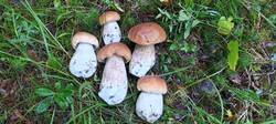 IMG_20250822_064019_094.thumb.jpg.e7dc0d7bc9612f2a54a6332b030ba8d7.jpg