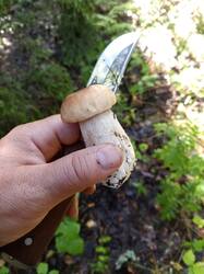 IMG_20250822_071121_566.thumb.jpg.9c6016b563465596761cdf6a2353547b.jpg