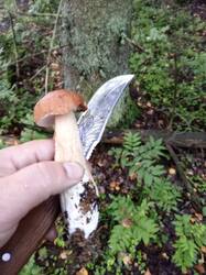 IMG_20250822_072214_470.thumb.jpg.d6a276b1600793390f376faaafd4c024.jpg