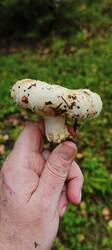 IMG_20250822_072753.thumb.jpg.602a635c4cd3559a056a32b633944400.jpg