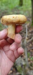 IMG_20250822_074701.thumb.jpg.160774886131107da732e711c65b1b5b.jpg