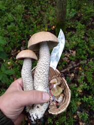 IMG_20250822_075347_879.thumb.jpg.76331100a632298fbe2c23fd23201af5.jpg