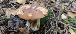 IMG_20250822_093236.thumb.jpg.7b3166e819d55bb4804b3b8692a27d26.jpg