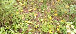 IMG_20250822_101436_214.thumb.jpg.5a029e31b5756e59e0bfd67c2f6c12b3.jpg