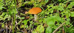 IMG_20250822_110035.thumb.jpg.b2b7aa084c40d4d414be52f3404f56b4.jpg