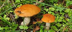 IMG_20250822_110157.thumb.jpg.0a10d30c645da43ffece3106f34875a0.jpg