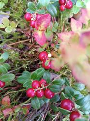 IMG_20250822_120156.jpg