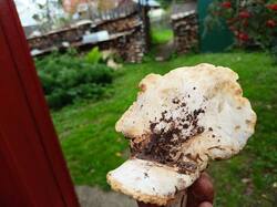 IMG_20250822_164423_073.jpg