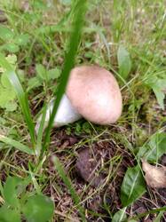 IMG_20250822_171854_584.thumb.jpg.01ad0fbe33ead6b7cc34af03a88ee25c.jpg