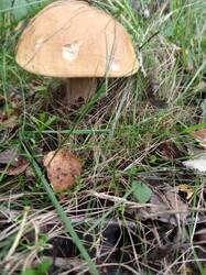 IMG_20250822_172303_317.thumb.jpg.237d504dc289f00c458b2a4f7a56c2eb.jpg