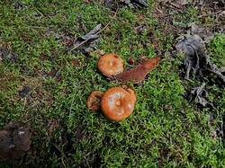 IMG_20250822_192156_127.thumb.jpg.bcc797c70957d0f37c481aeb26717c96.jpg