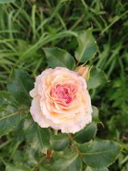 IMG_20250822_193316.thumb.jpg.f7371a2caea3046f52bdca77459074f1.jpg