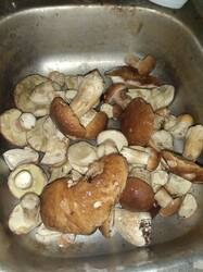IMG_20250823_011911.thumb.jpg.160c2ac6a12d8a99ea5e65bb0b91e146.jpg