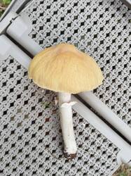 IMG_20250823_064847.thumb.jpg.e2f71c2ba39cecfb0cc195dafd252389.jpg