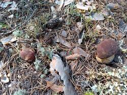 IMG_20250823_104505.jpg