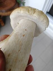 IMG_20250823_104919.jpg