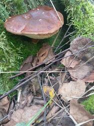 IMG_20250823_111307.thumb.jpg.d29934e228f136c0e9572124f8a1ad39.jpg