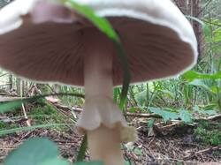 IMG_20250823_120040.thumb.jpg.5e1c3c35d591339915f33efe9d0b1892.jpg