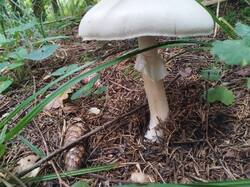IMG_20250823_120122.thumb.jpg.8ebb54c169f525f32a5ea834f5cd80ab.jpg