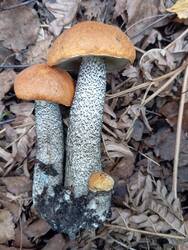 IMG_20250823_125525.thumb.jpg.189eb23d73c69461279b943b999f414c.jpg