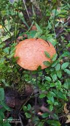 IMG_20250824_090825.jpg