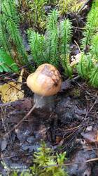 IMG_20250824_090945_1.jpg