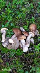 IMG_20250824_091604.jpg