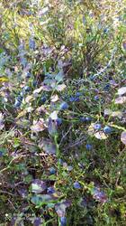 IMG_20250824_095447.jpg