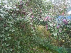IMG_20250824_121255.thumb.jpg.5a69e84cdd405649ce8d679dee541c7c.jpg