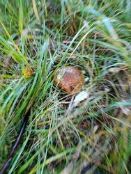 IMG_20250825_071855.jpg