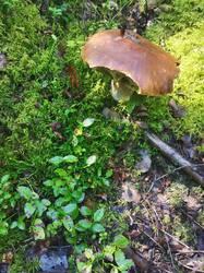 IMG_20250825_093632.jpg