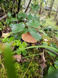 IMG_20250825_094046.jpg