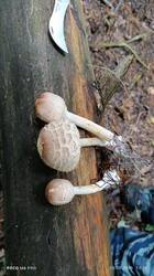 IMG_20250825_122053.thumb.jpg.9e2b238e4cee6ff069d8d3cbdd7b953d.jpg
