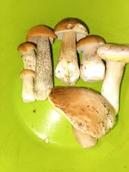IMG_20250825_161859_879.thumb.jpg.20a9e6b5bd2941798ab2cec48d407e7c.jpg