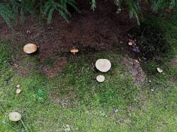 IMG_20250826_131315.thumb.jpg.78e4c7c09b9109fa1758693626d720ec.jpg