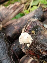 IMG_20250826_135520.thumb.jpg.a2b577fc183a0159c3b1d1ad4f250ab5.jpg