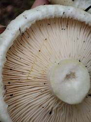 IMG_20250826_141835.thumb.jpg.f4b7a857edf4f91beb26e760ca2f7d99.jpg