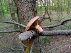 IMG_20250826_152301.thumb.jpg.d88237e99f2935f24b5c27e9fe489e63.jpg