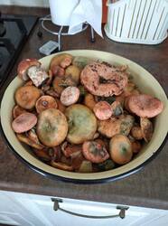 IMG_20250826_152510.jpg