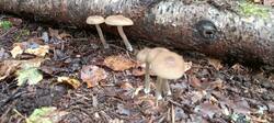 IMG_20250826_171747_413.thumb.jpg.21a96495f59d51954a86fd81c5ac861a.jpg