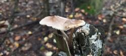 IMG_20250826_173254_620.jpg