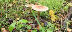 IMG_20250826_173434_973.thumb.jpg.5c14a83cc80bf9a4312ec112c9f3f58e.jpg